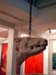 bullhead1