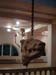 bullhead_gorgona3