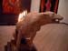 dog_flame6