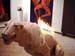 dog_flame7